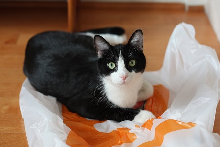 Pet Proofing Your Home