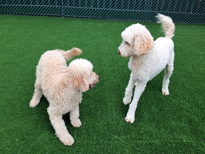 Playdates