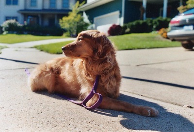 Protecting your pets from urban wildlife