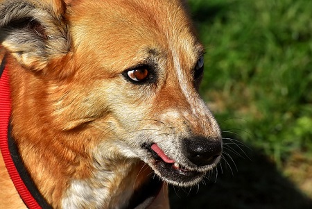 Rabies and an angry dog