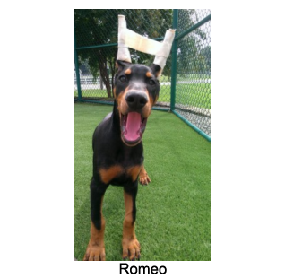 Romeo