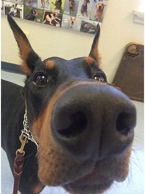 Dog's keen sense of smell