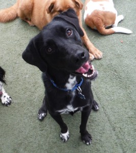 Those Amazing Dogs
