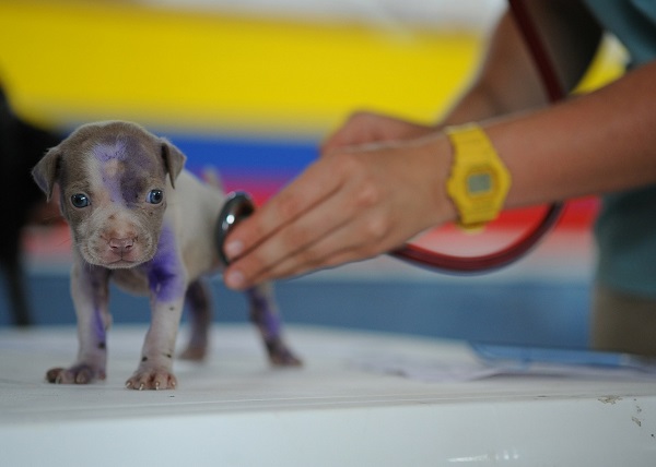 So you want to be a veterinary technician