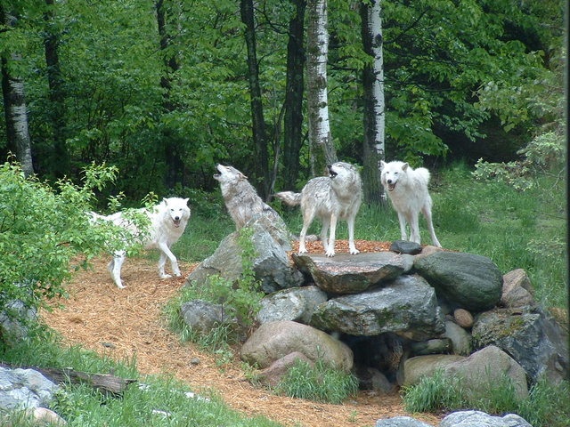 The Pack Theory of Dominance Heirarchy