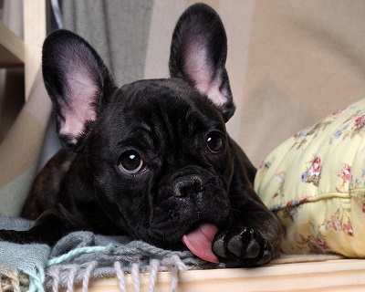 The Paw Licker