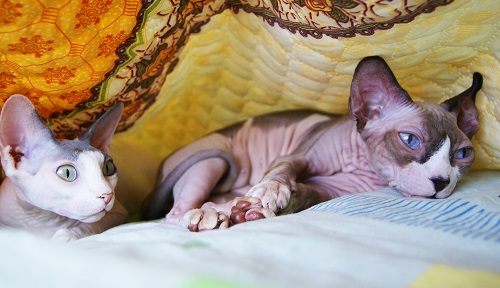 The Sphynx