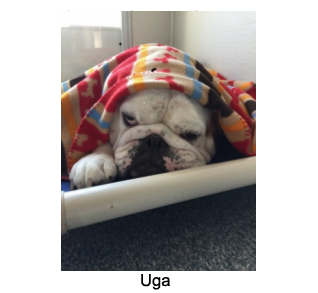 Uga