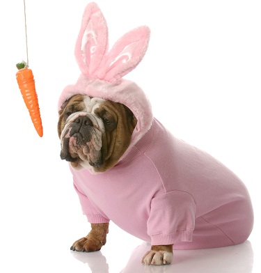 Vegetarian Diets for Dogs