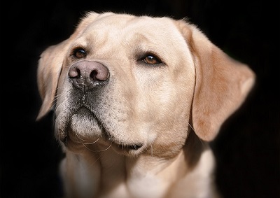 What Happens When Your Dog Thinks He's Boss