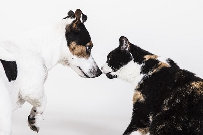 What kind of dog to get with a cat