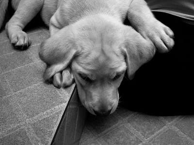 When dogs mourn