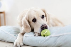 When our pets lose their friend