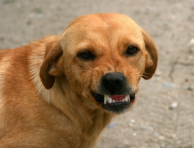 Why Do Dogs Bite