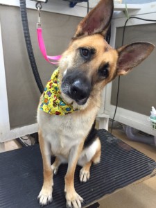 Dog head tilts