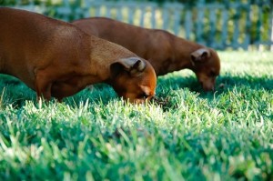 why dogs eat grass