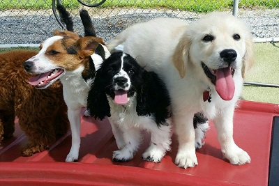 Why isn't my dog a good fit for daycare
