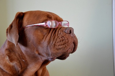 Your Dog's Vision