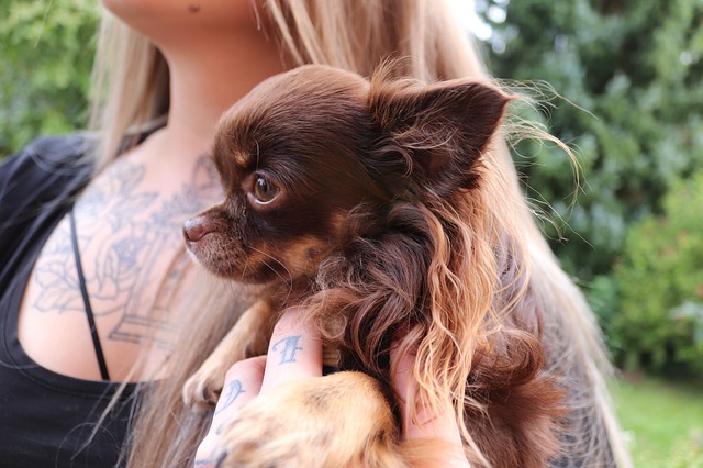 animal-2805947_640