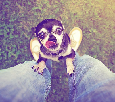 carob for dogs