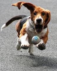 dogs obsessive behavior