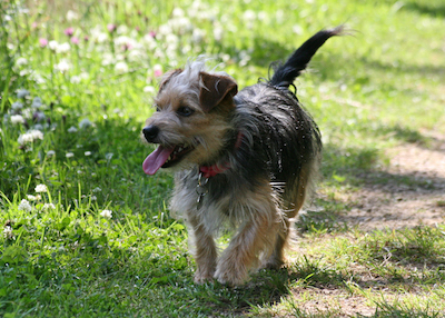 Why dogs follow paths