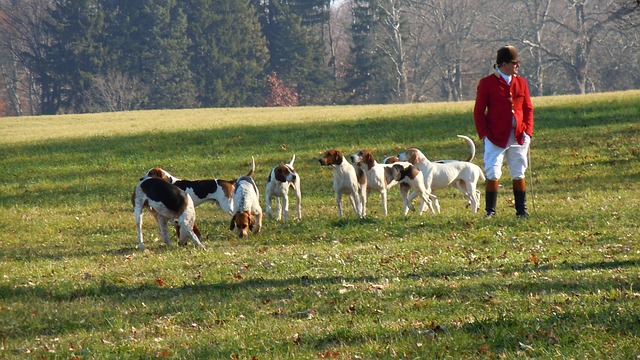 dogs-179666_640