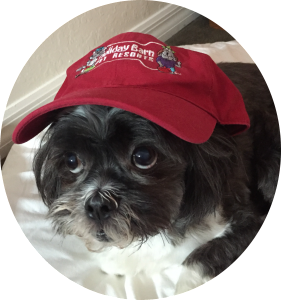 Dressing up your pet