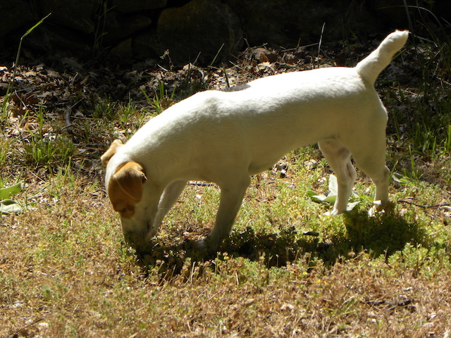 finding the poo-fect spot