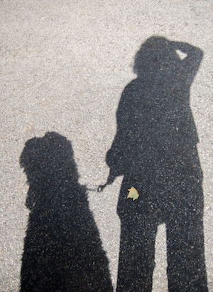 dog shadowing and separation anxiety