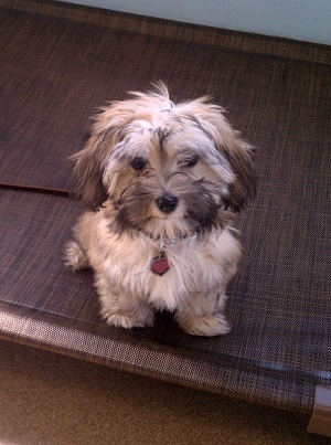 puppy disobedience
