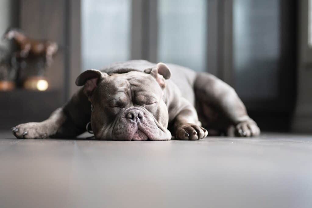 Brown and white American Bully sleeping and snoring