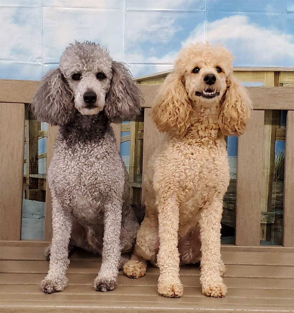 The Poodle Holiday Barn
