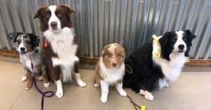 A group of Australian Shepherds look at the camera.