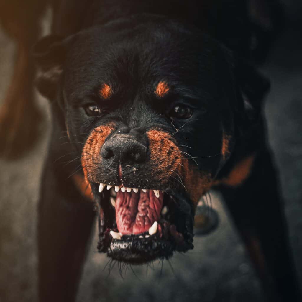 Unprovoked Rottweiler baring its teeth and barking.
